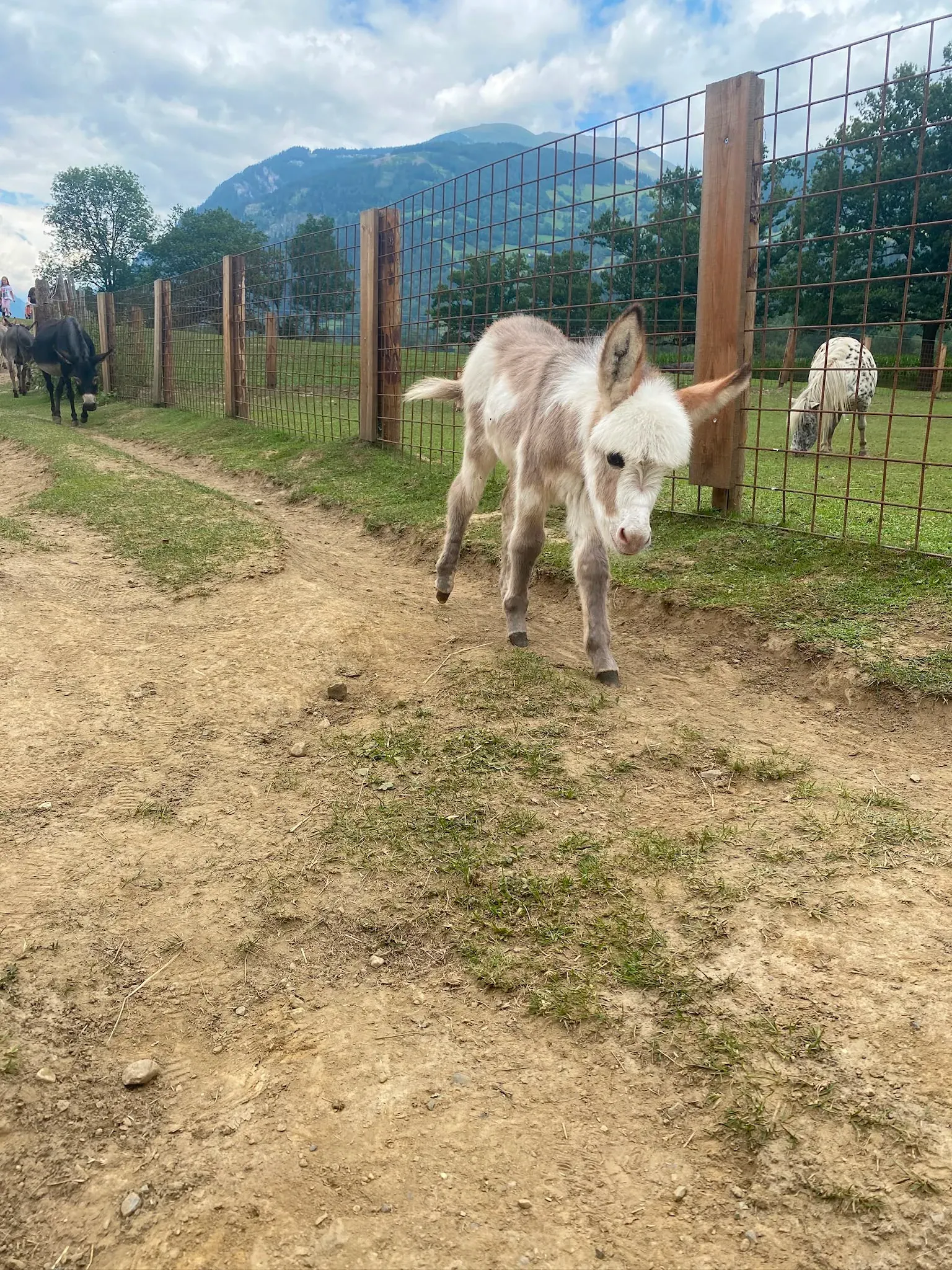 Eselfohlen läuft am Weidezaun entlang, im Hintergrund Berge